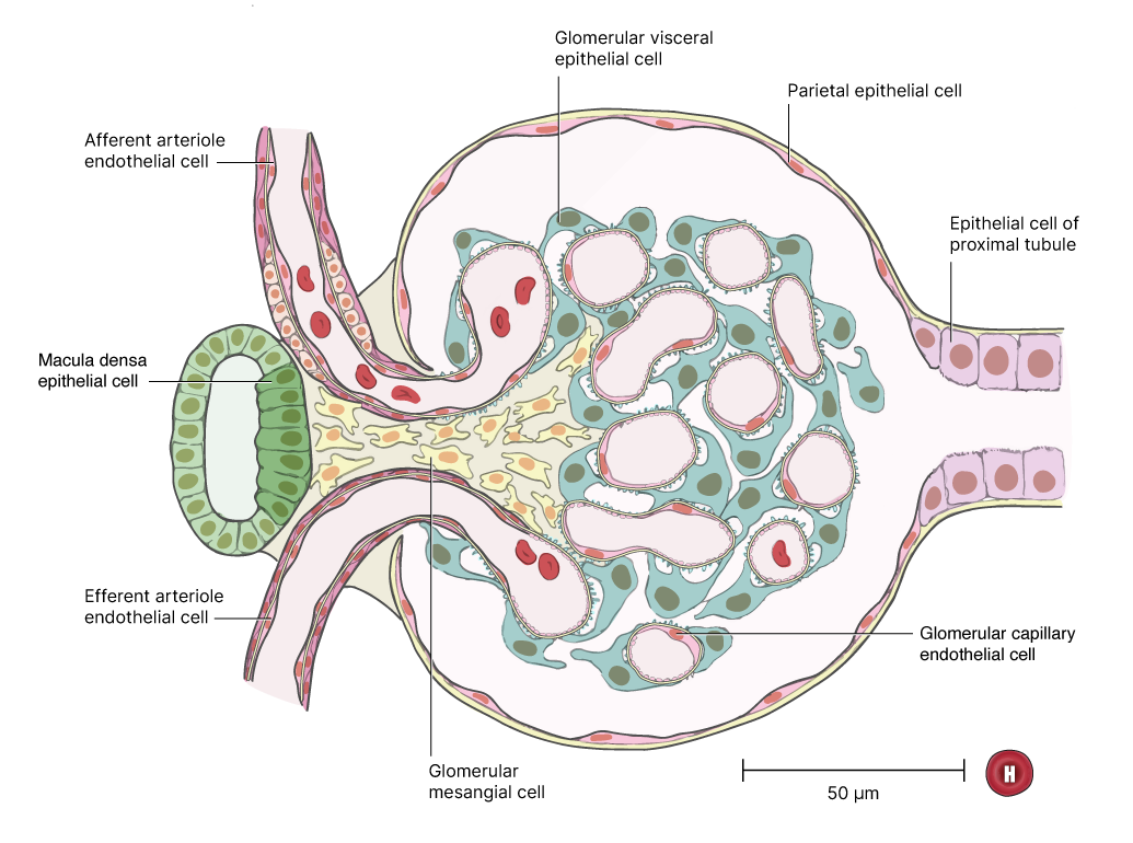 The kidney, renal corpuscle