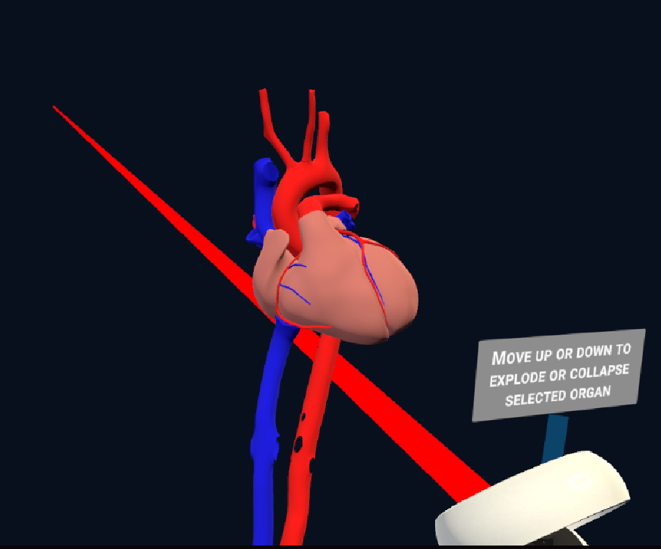 Image showing a 3D model of a heart in the VR Organ Gallery