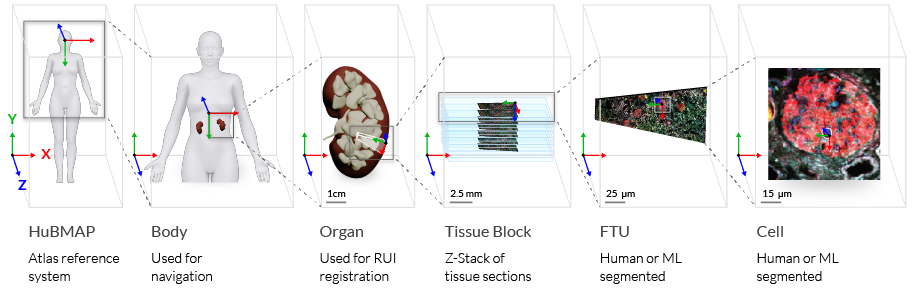 Graphic showing steps from body to cell in spatial registration process