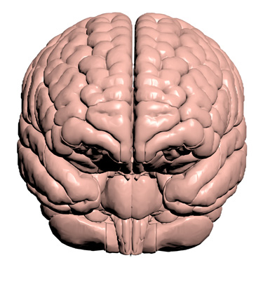 3D Model: Brain, Male
