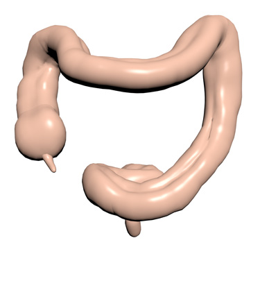 3D Model: Kidney, Male, Left