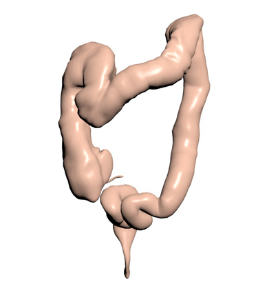 3D Model: Kidney, Male, Left