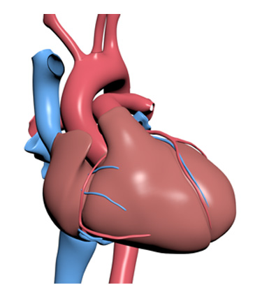 3D Model: Heart, Male