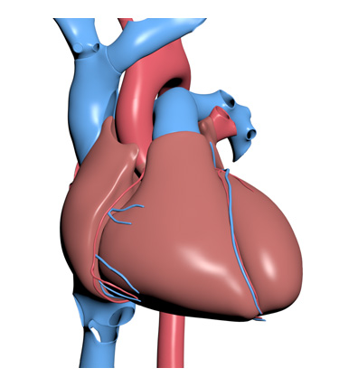 3D Model: Heart, Male