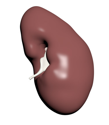 3D Model: Kidney, Male, Right