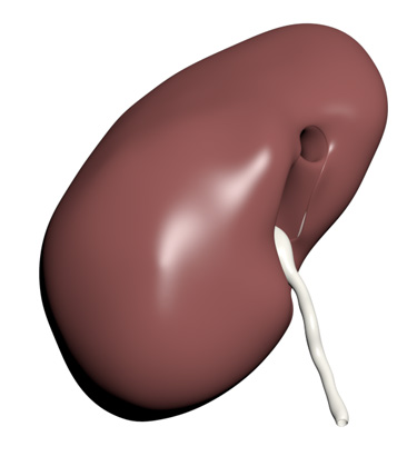 3D Model: Kidney, Male, Right