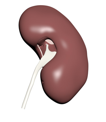 3D Model: Kidney, Male, Left