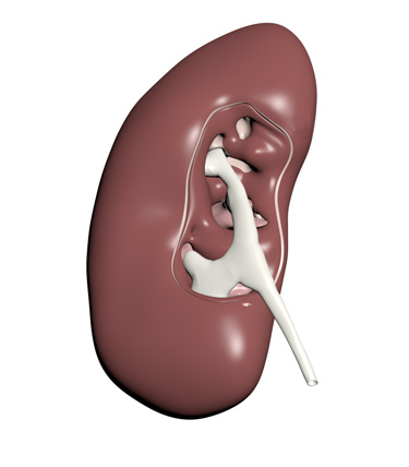 3D Model: Kidney, Male, Right