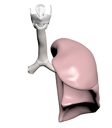3D Model: Lung, Female, left