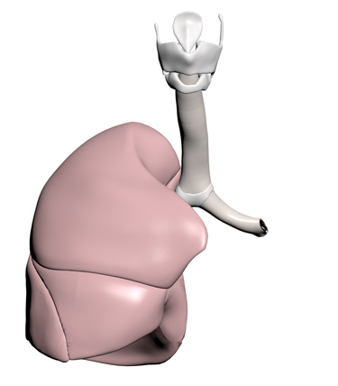 3D Model: Lung, Female, Right