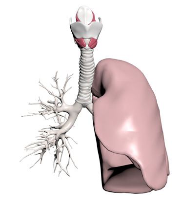 3D Model: Lung, Male, Left
