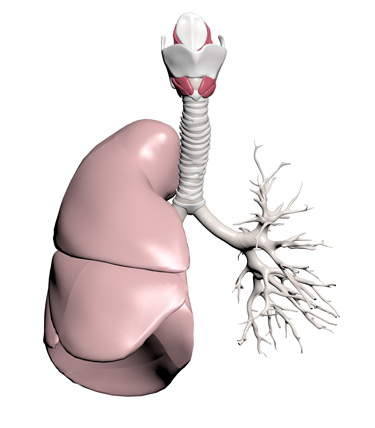 3D Model: Lung, Male, Right