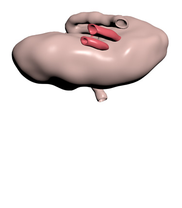 3D Model: Lymph Node, Left, Female