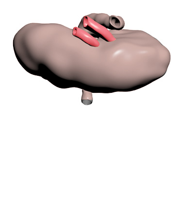3D Model: Lymph Node, Left, Male