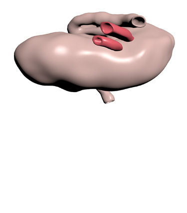 3D Model: Lymph Node, Right, Female