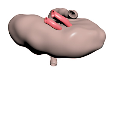 3D Model: Lymph Node, Right, Female
