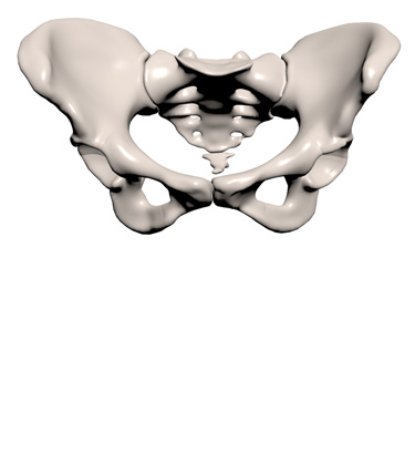 3D Model: Pelvis, Female