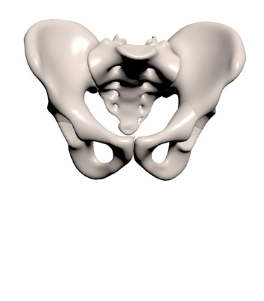 3D Model: Pelvis, Male
