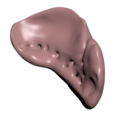 3D Model: Kidney, Male, Left