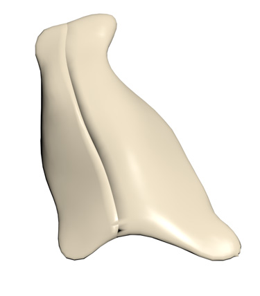 3D Model: Thymus, Female