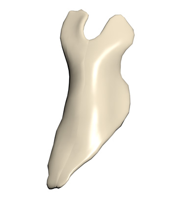 3D Model: Kidney, Male, Left