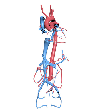 3D Model: Vasculature, Female
