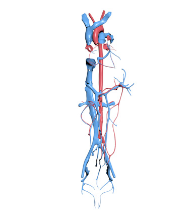 3D Model: Vasculature, Male